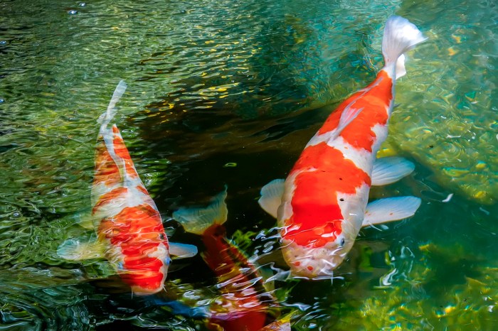 Koi pond