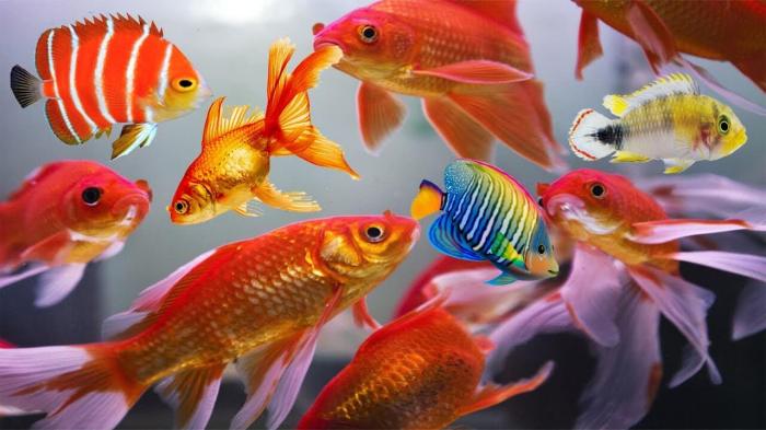 Tips Aman Membeli Ikan Hias Di Pasar Tradisional