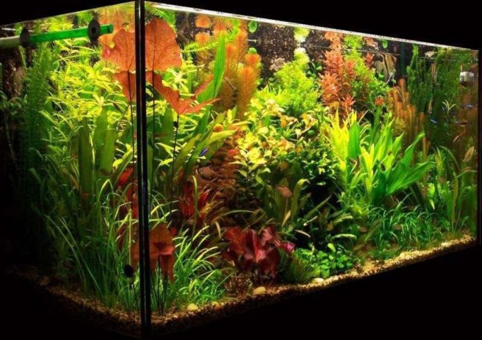 Aquarium led plants lighting phan huy unsplash