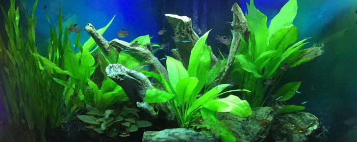 Freshwater aquascape aquascaping planted water aquariums tanks membuat wetwebmedia sederhana