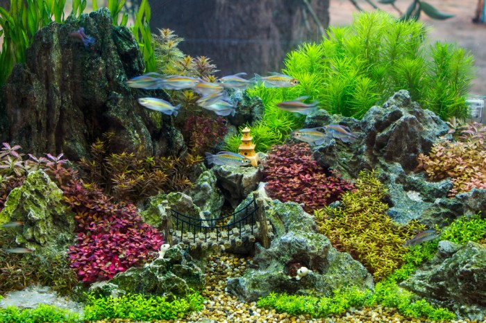 Bagaimana Membuat Aquascape Dengan Tema Alam Bebas?