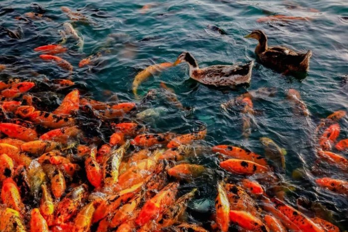 Makanan Terbaik untuk Meningkatkan Warna Ikan Koi