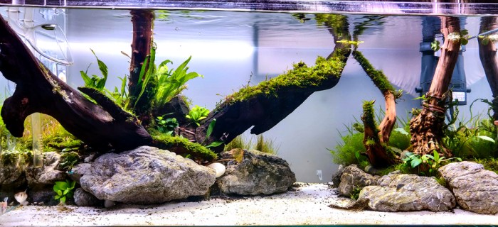 Aquascaping aquascape walstad method freshwater sharks planted buildyouraquarium