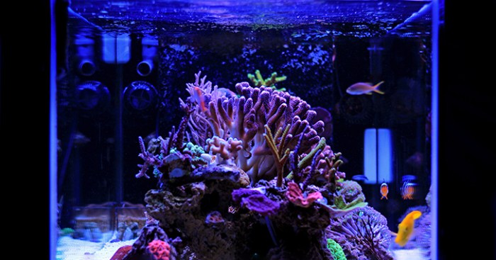 Planted lights theaquariumadviser freshwater adviser välj anslagstavla