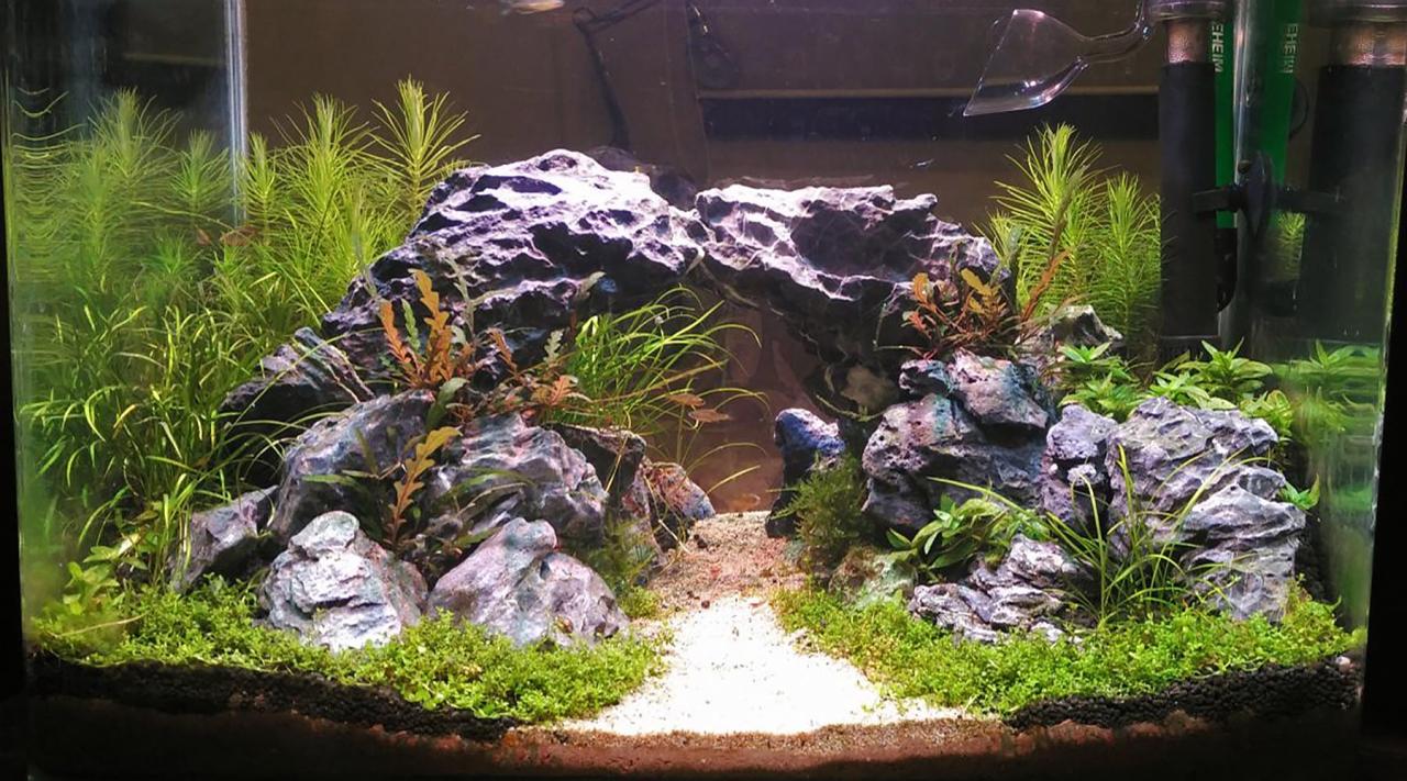 Substrate aquarium fish