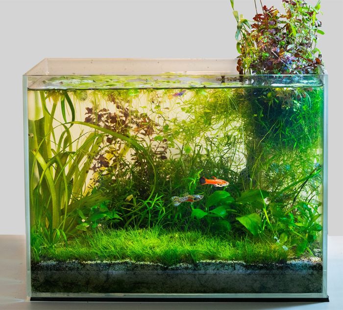 Aquarium maintenance