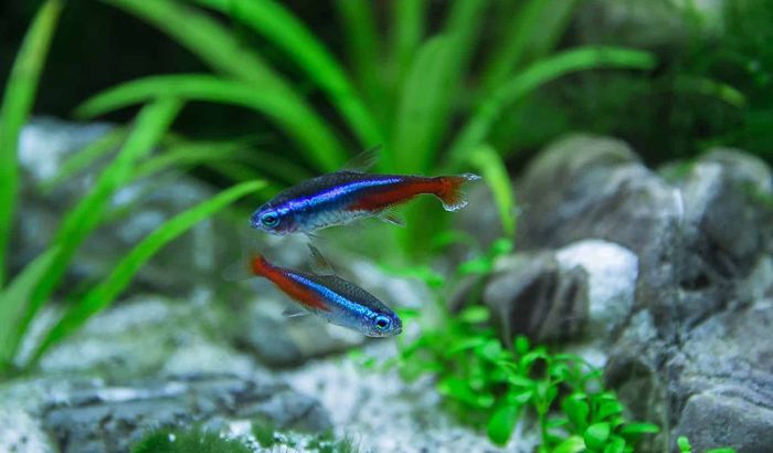 Neon tetra fish tank tetras gallon care ideas betta guide live rare compatible setup mostly groups having awesome give group