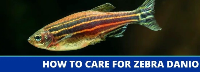 Zebra danio fish striped aquarium cold water care zebrafish complete guide name scientific species green