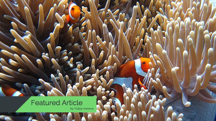 Clownfish reef fish care tank sea anemone tips guide