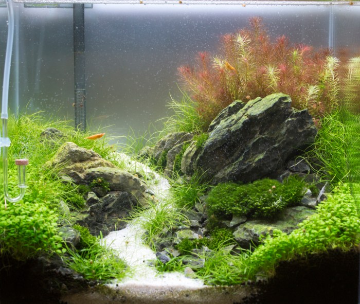 Panduan Membuat Aquascape Minimalis untuk Pemula