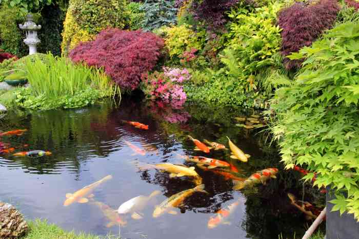 Koi ponds patio