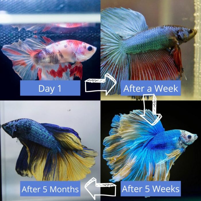 Betta losing turning aquanswers fading