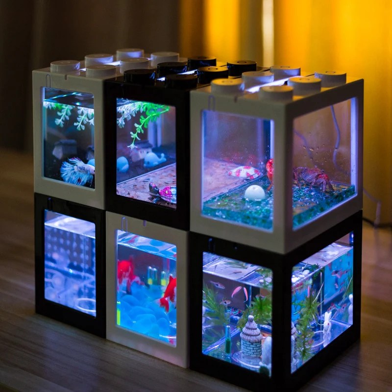 Betta tanks dwarf frogs mates inspire meowlogy