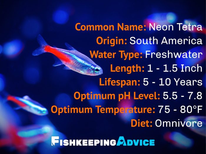 Cara Merawat Ikan Neon Tetra Agar Tetap Sehat