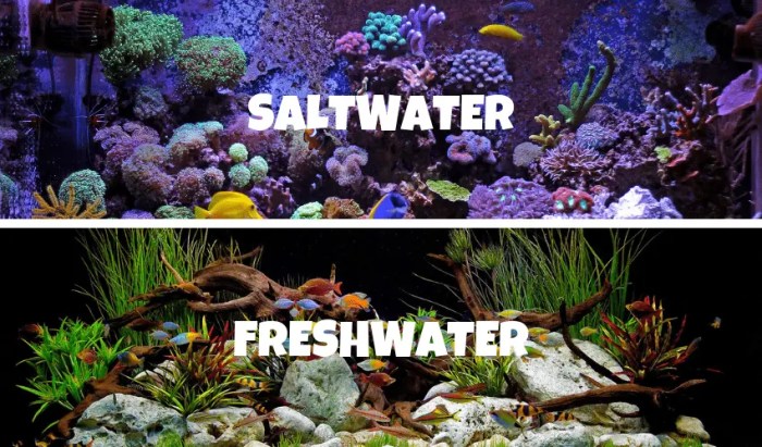 Freshwater saltwater aquarium fish vs water tank salt tanks between article