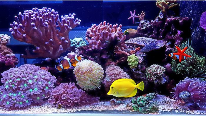 Saltwater needed whats reef reef2reef beginner