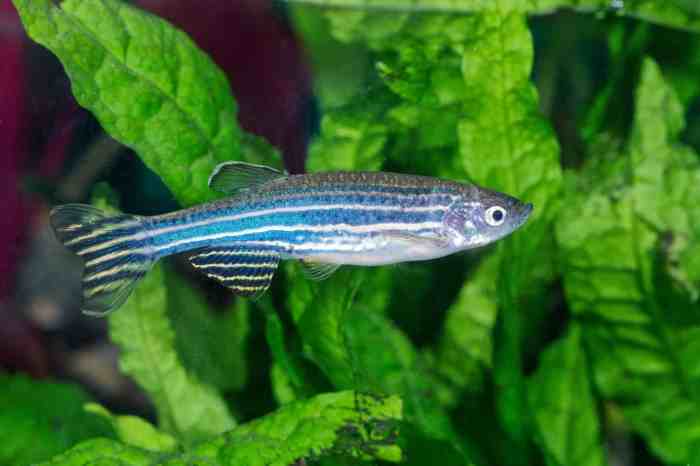 Bagaimana Cara Memelihara Ikan Zebra Danio?