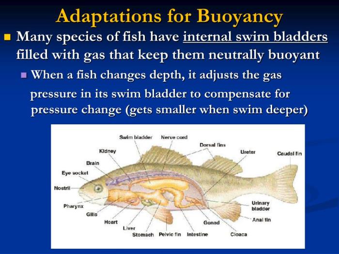 Bagaimana Cara Ikan Menyesuaikan Diri Di Habitat Baru?