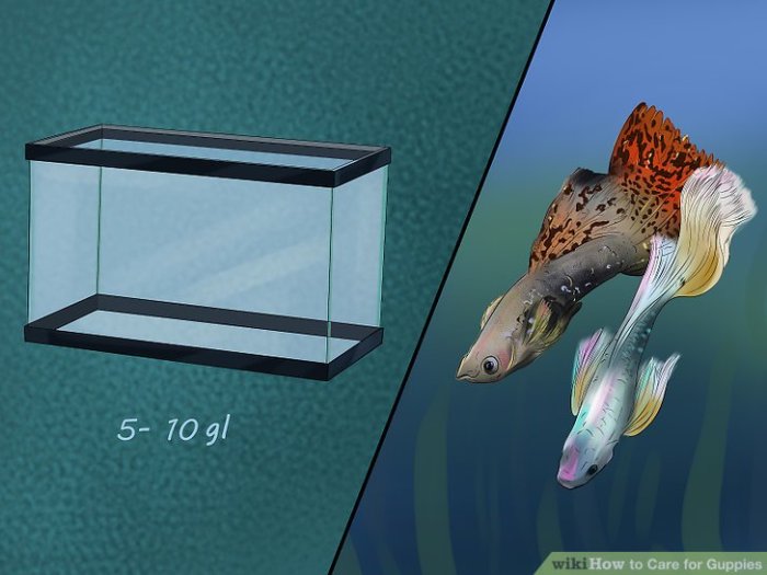 Tips Memelihara Ikan Guppy Dengan Warna Yang Indah