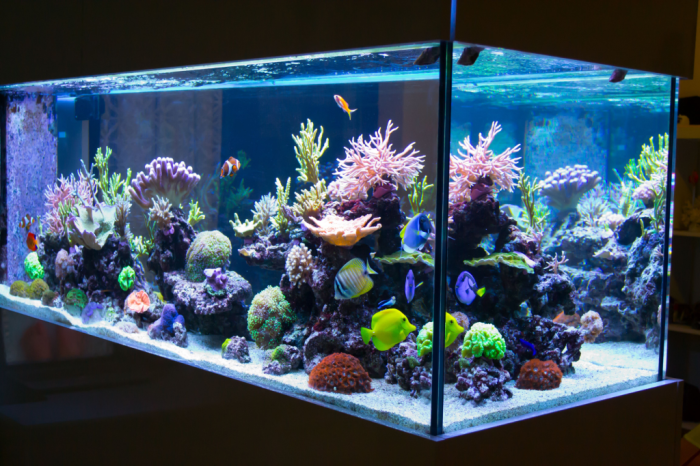 Reef aquarium tank equipment marine need do beginners start starting reef2reef beginner topic gallon fts shots full saltwater build