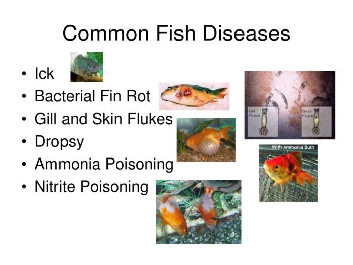 Fish diseases fresh ornamental water disease beautiful