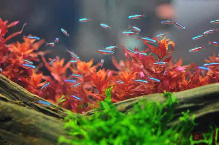 Aquarium tank fish aquascape filters awesome choose tanks cool shrimp plants