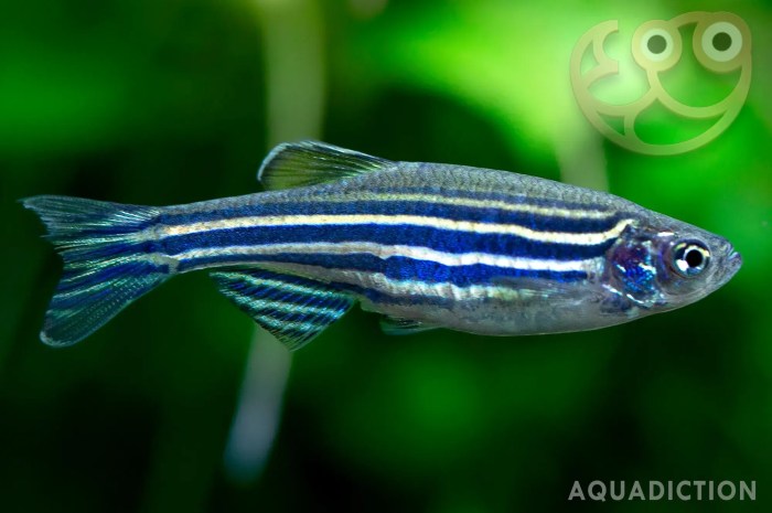 Bagaimana Cara Memelihara Ikan Zebra Danio?