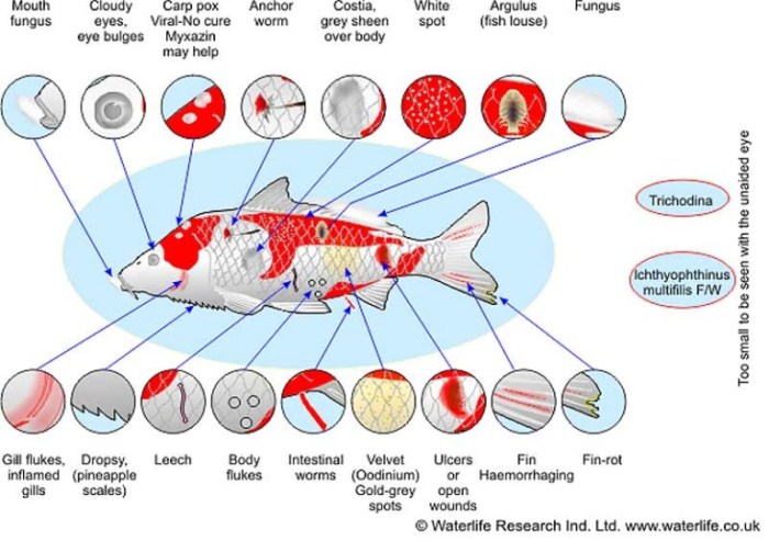 Cara Mengatasi Penyakit Jamur Pada Ikan Koi