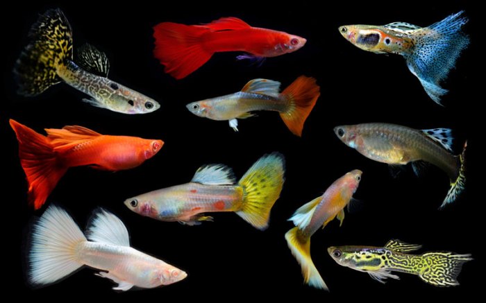 Apa Yang Membuat Ikan Guppy Sangat Populer Di Kalangan Kolektor?