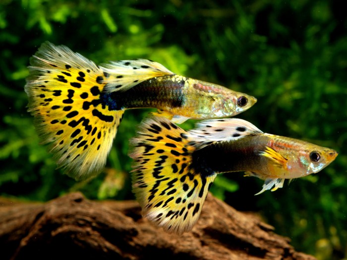 Guppy ikan guppies freshwater pez aquariums poecilia reticulata