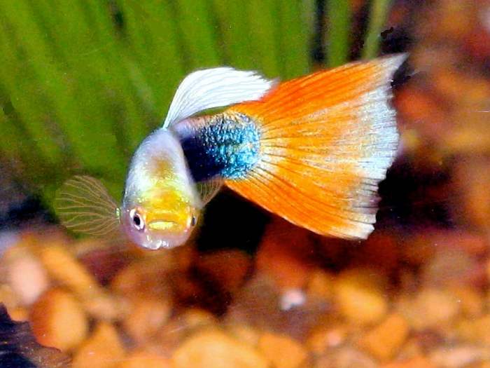 Tips Memelihara Ikan Guppy dengan Warna yang Indah