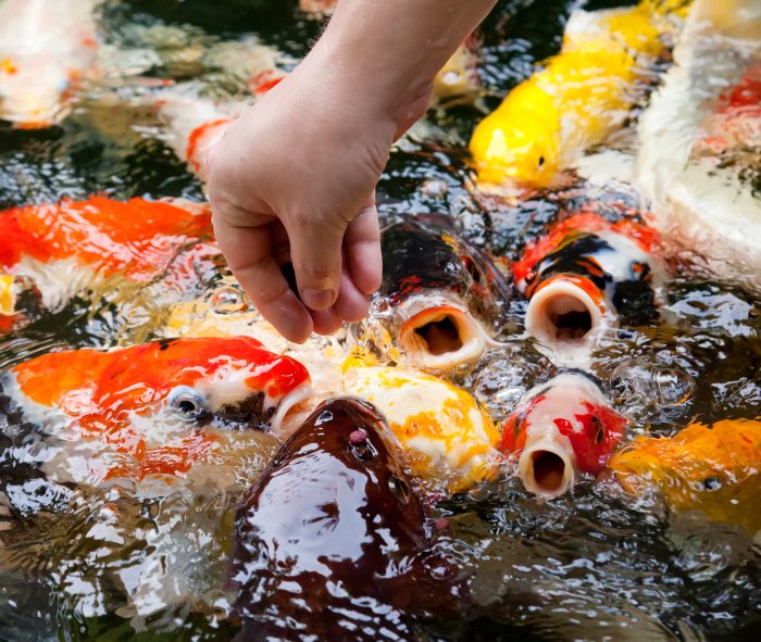 Cara Memilih Ikan Koi Berkualitas Untuk Kolam Anda