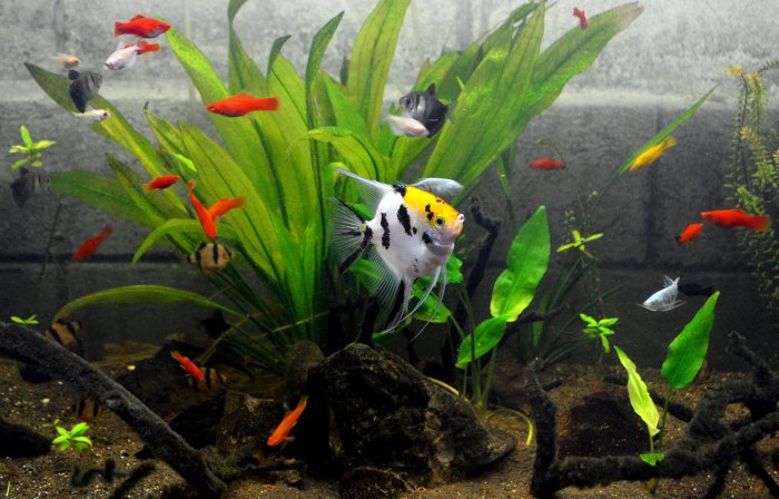 Goldfish fish ornamental