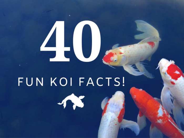 Koi habitat lifeoffish