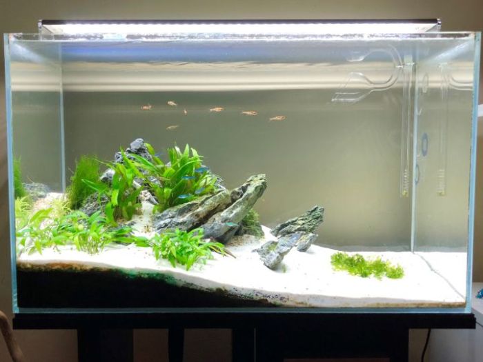 Panduan Membuat Aquascape Minimalis Untuk Pemula