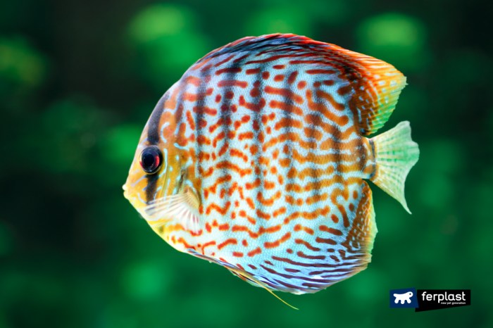 Discus fish beginners guide types care tank complete them keep meta disease like healthy