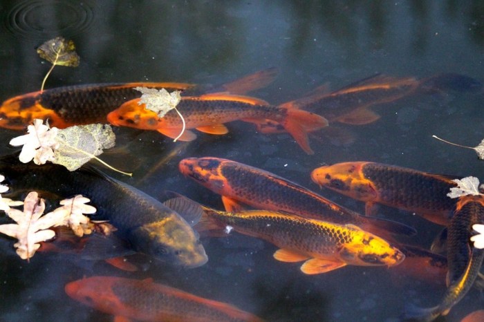 Apa Yang Harus Diperhatikan Saat Membeli Ikan Koi?