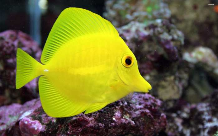 Tang yellow fish blue care diet tank size take hobby popular most two