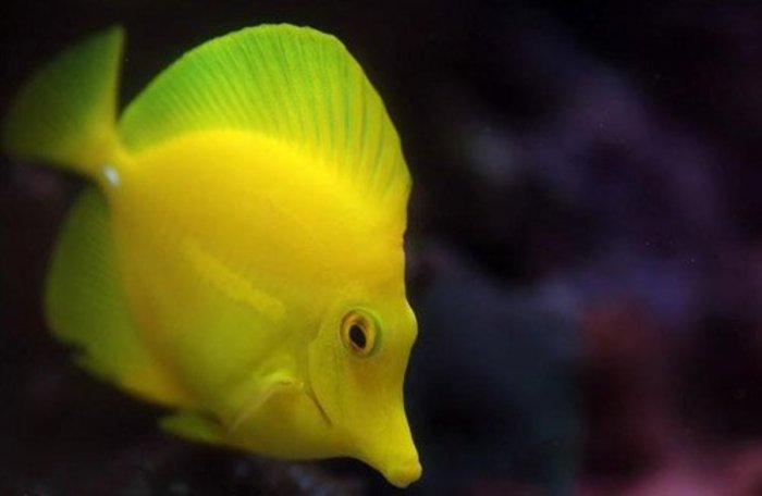 Panduan Lengkap Merawat Ikan Yellow Tang